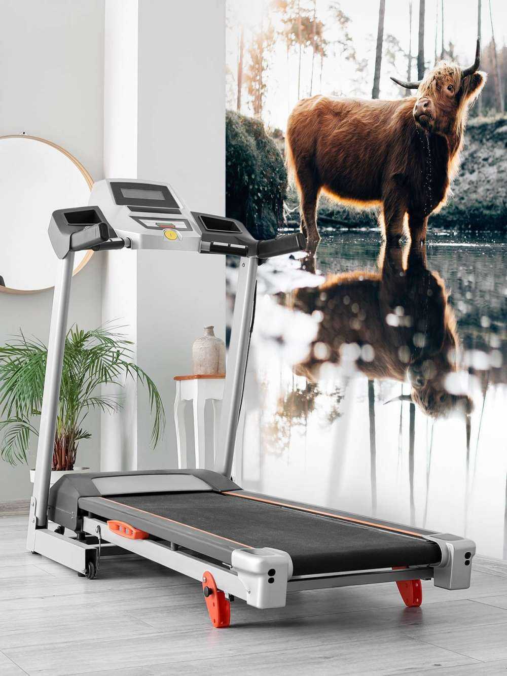 Schotse hooglander in het water