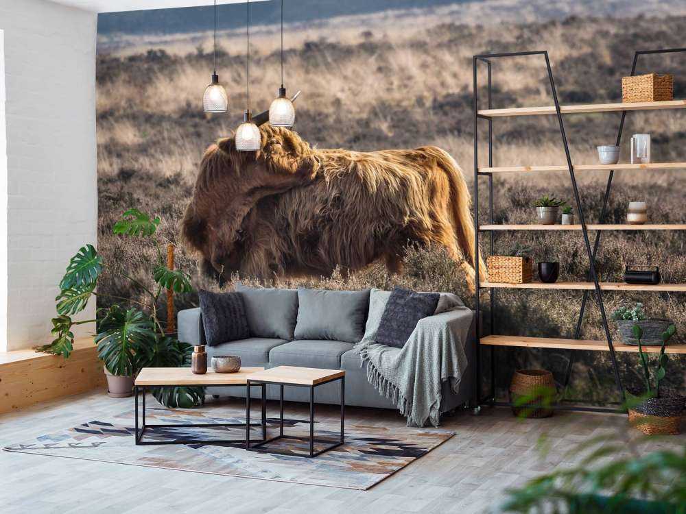 Schotse Hooglander in het wild