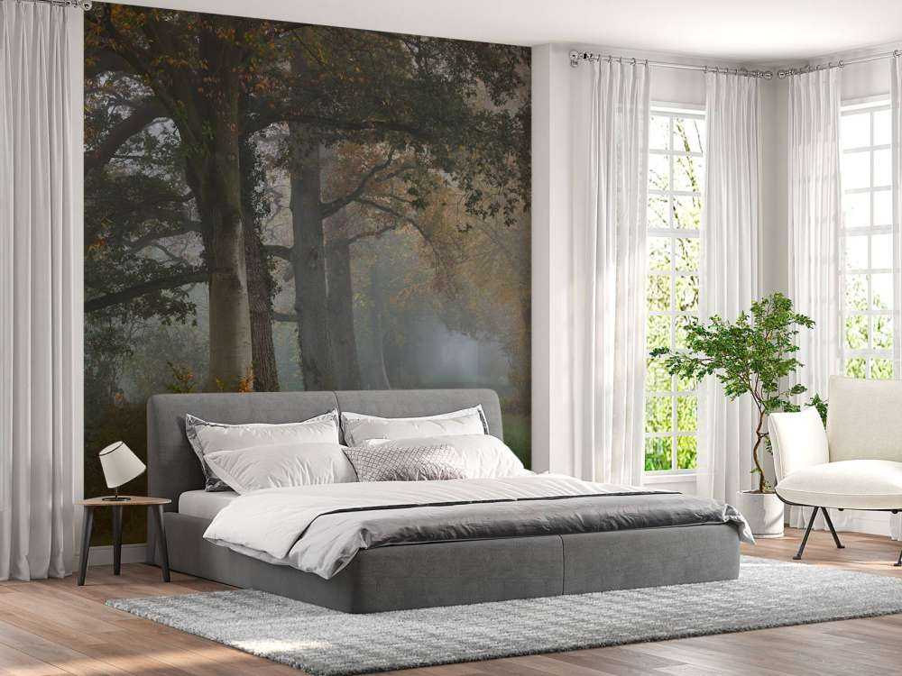 Laantje met bomen in de mist