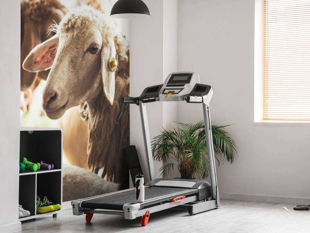 Schapen in de stalling