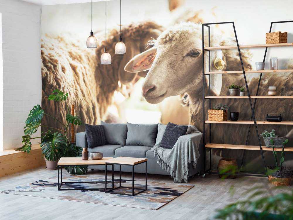 Schapen in de stalling