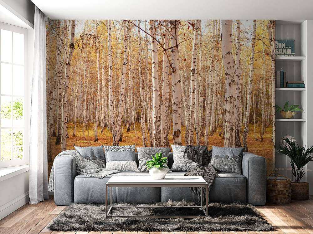 Berkenbomen in de Herfst