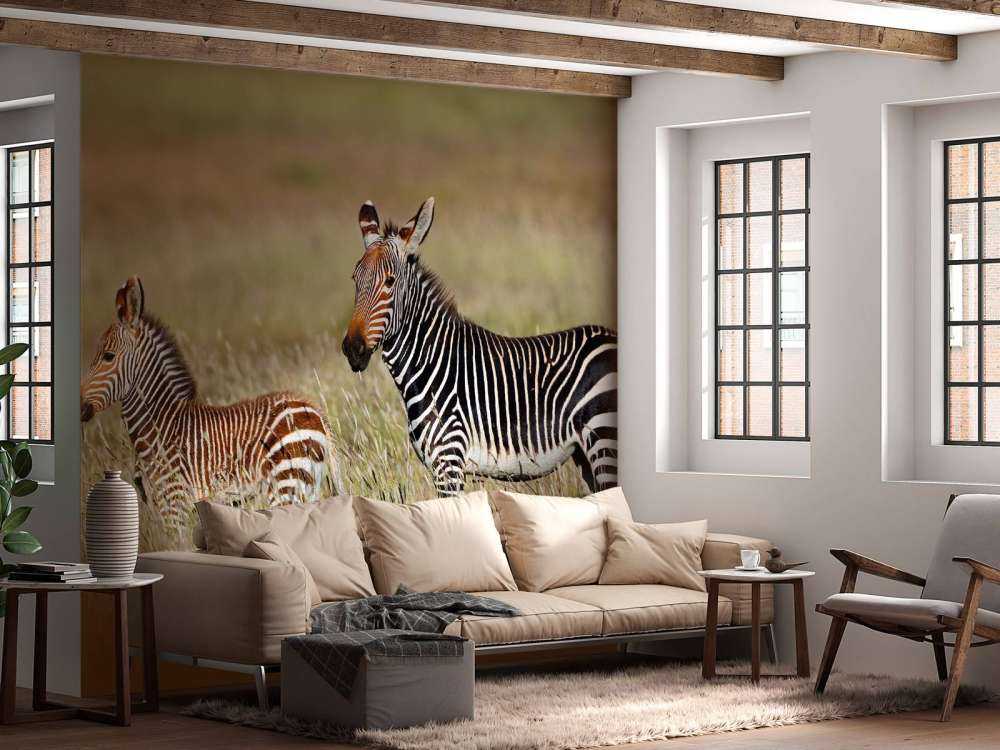 Kaapse bergzebra met een veulentje