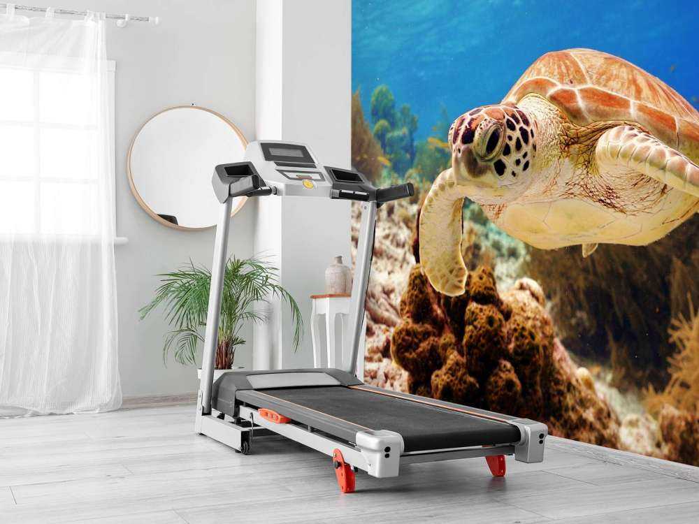 Groene zeeschildpad aan het zwemmen