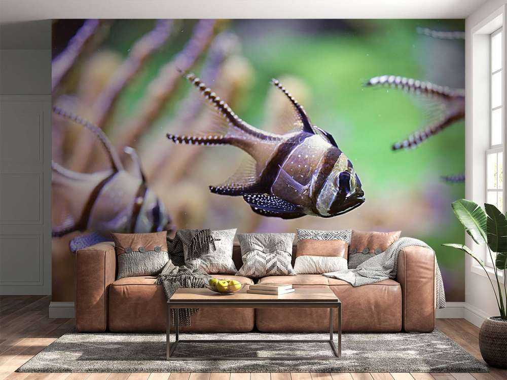 Banggai kardinaalvissen