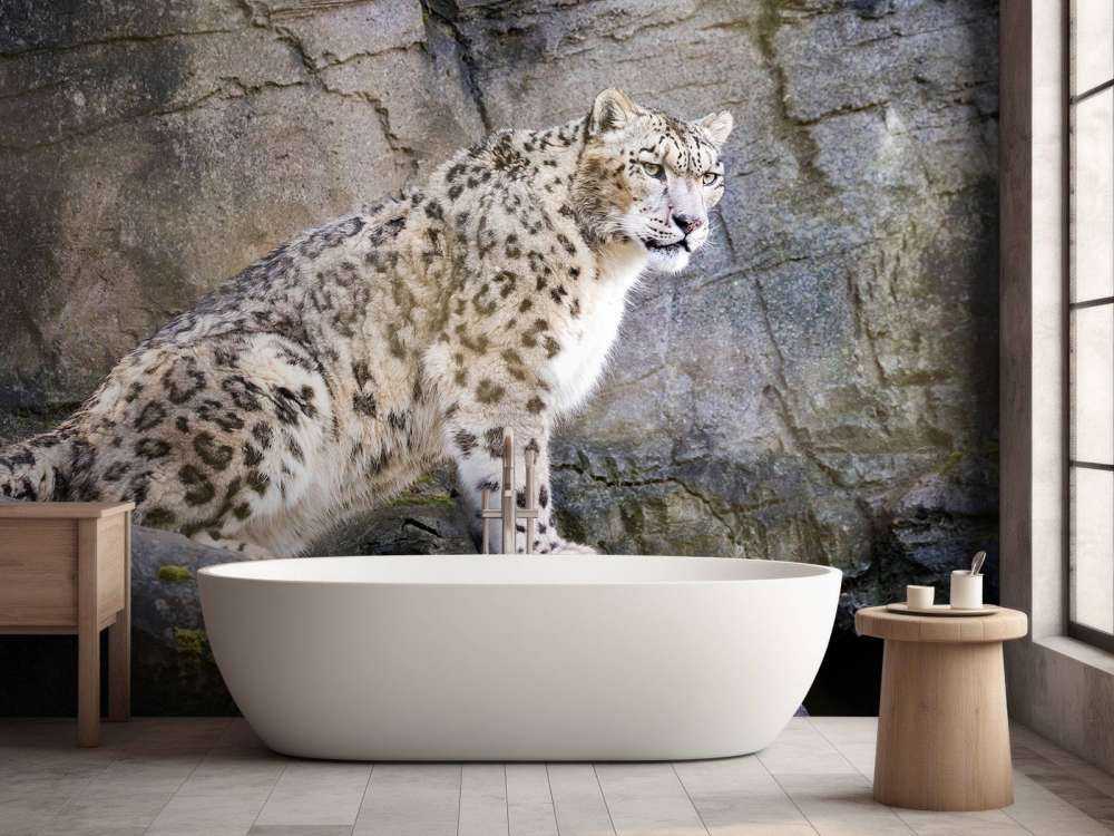 Volwassen sneeuwluipaard op een rots