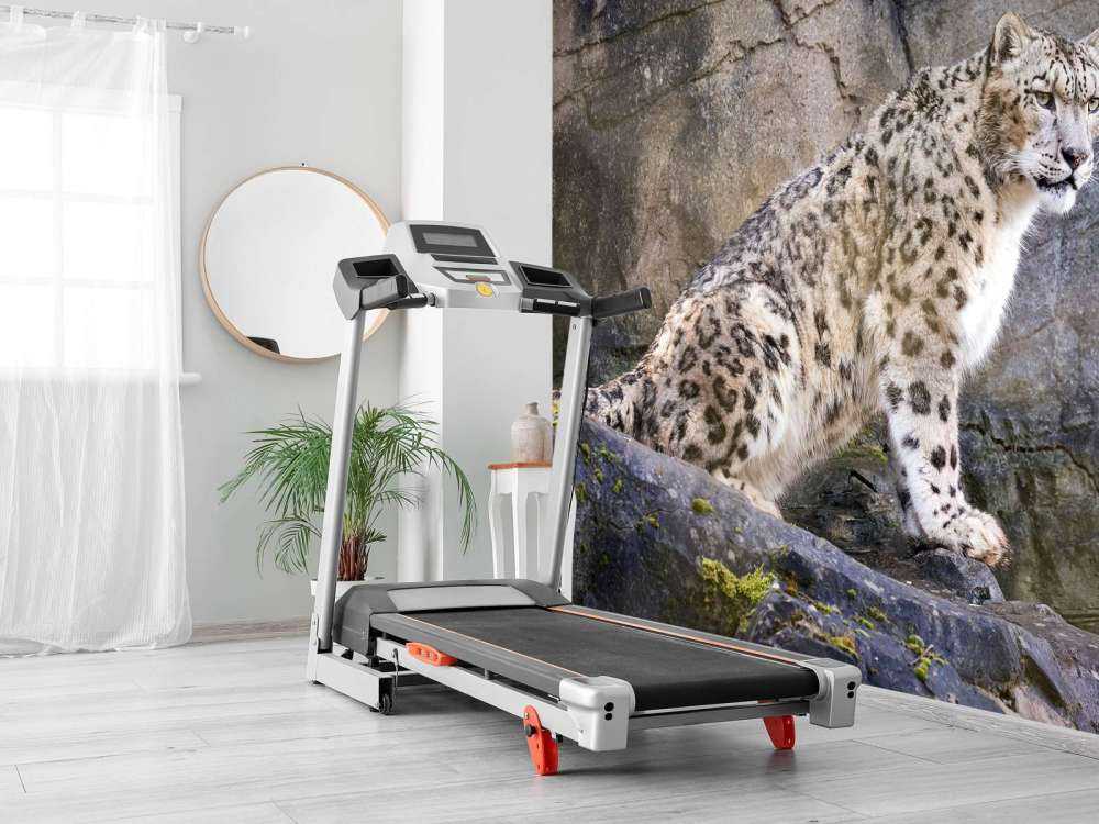 Volwassen sneeuwluipaard op een rots