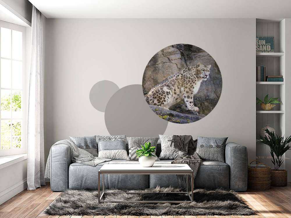 Volwassen sneeuwluipaard op een rots