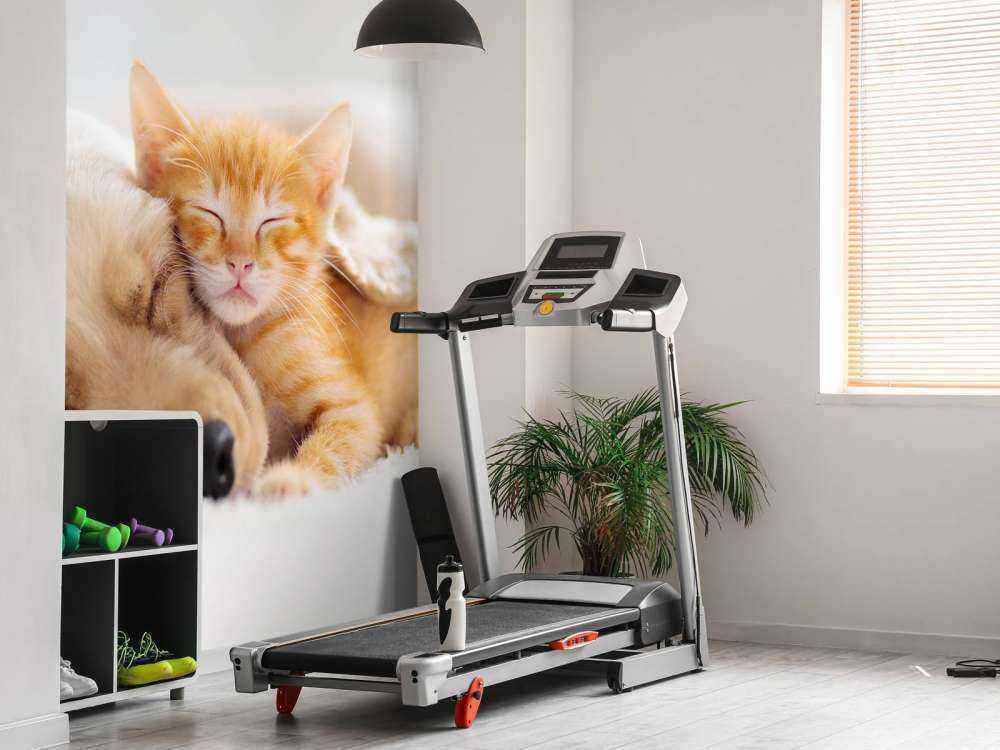 Hond en kat slapen knuffelend