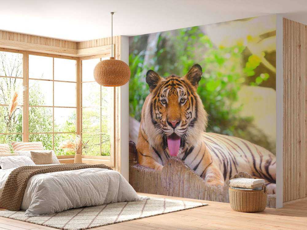 Siberische Tijger steekt tong uit