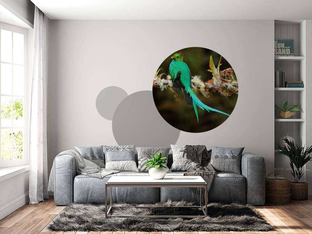 Blauwe Quetzal in Sri Lanka