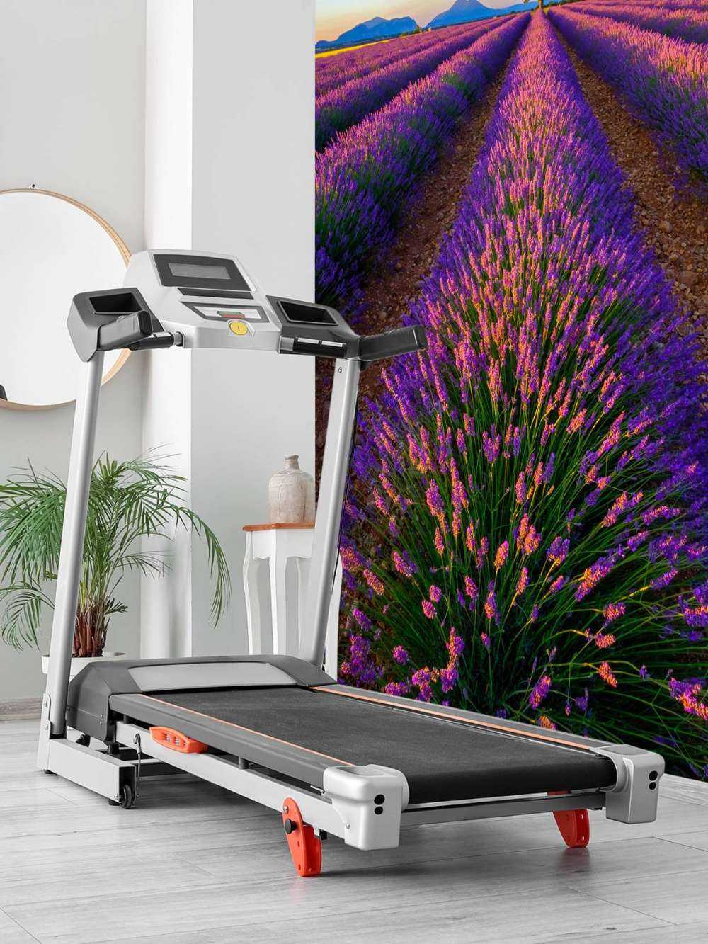 Lavendel bij zonlicht
