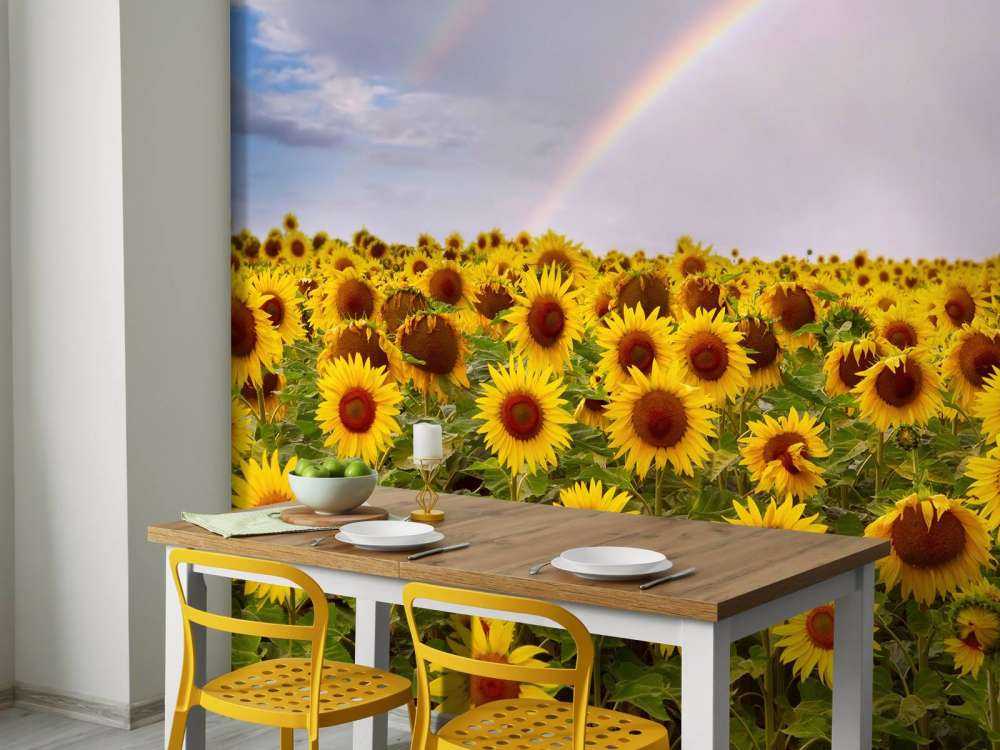 Regenboog bij zonnebloemen