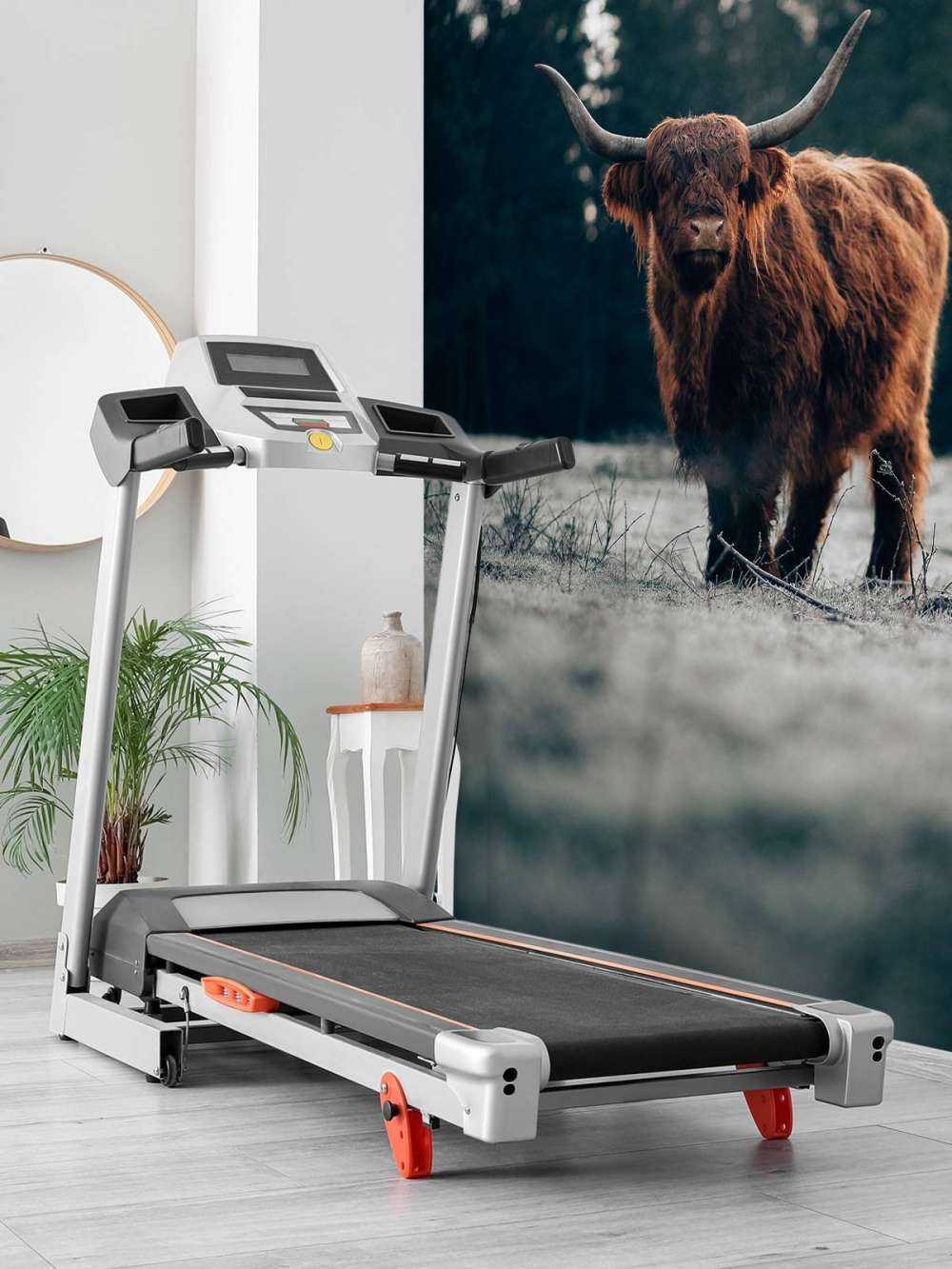 Oude schotse hooglander