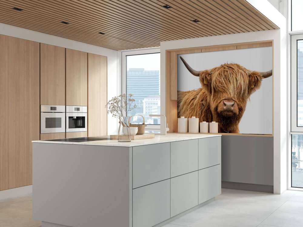 Schotse Hooglander met een witte achtergrond