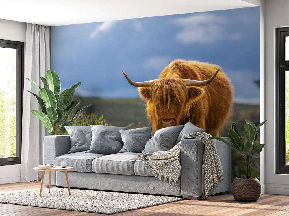 Hooglander in de weide