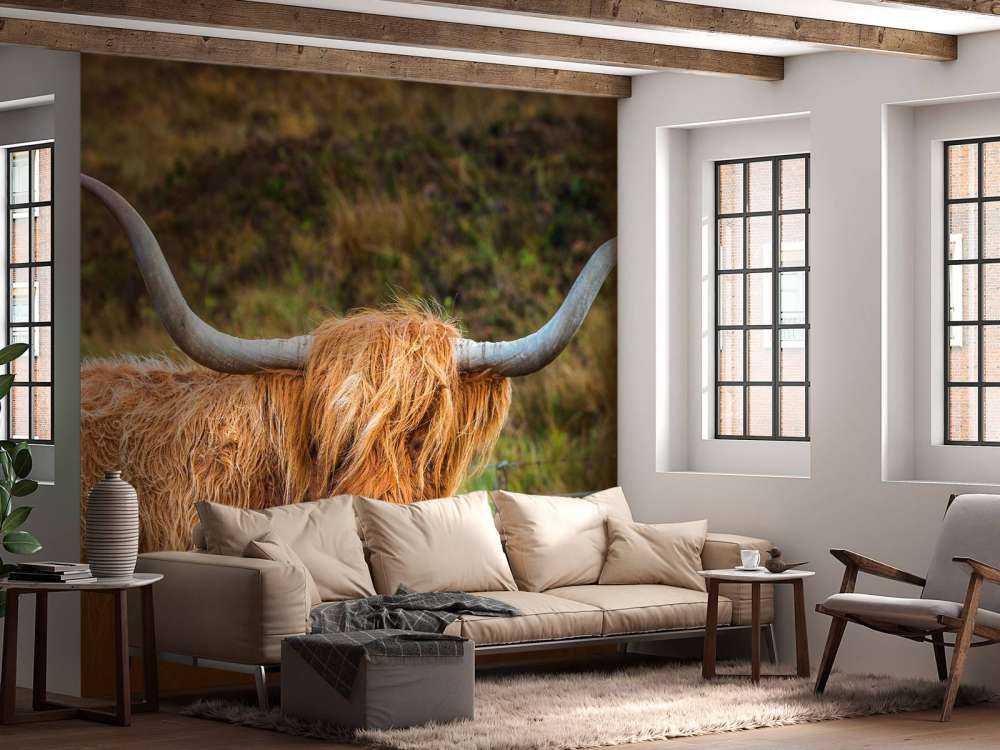 Schotse Hooglander in het veld