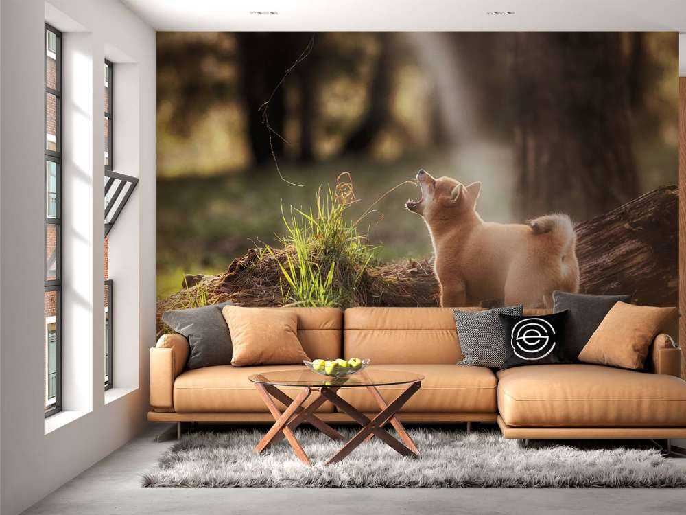 Shiba Inu in het bos