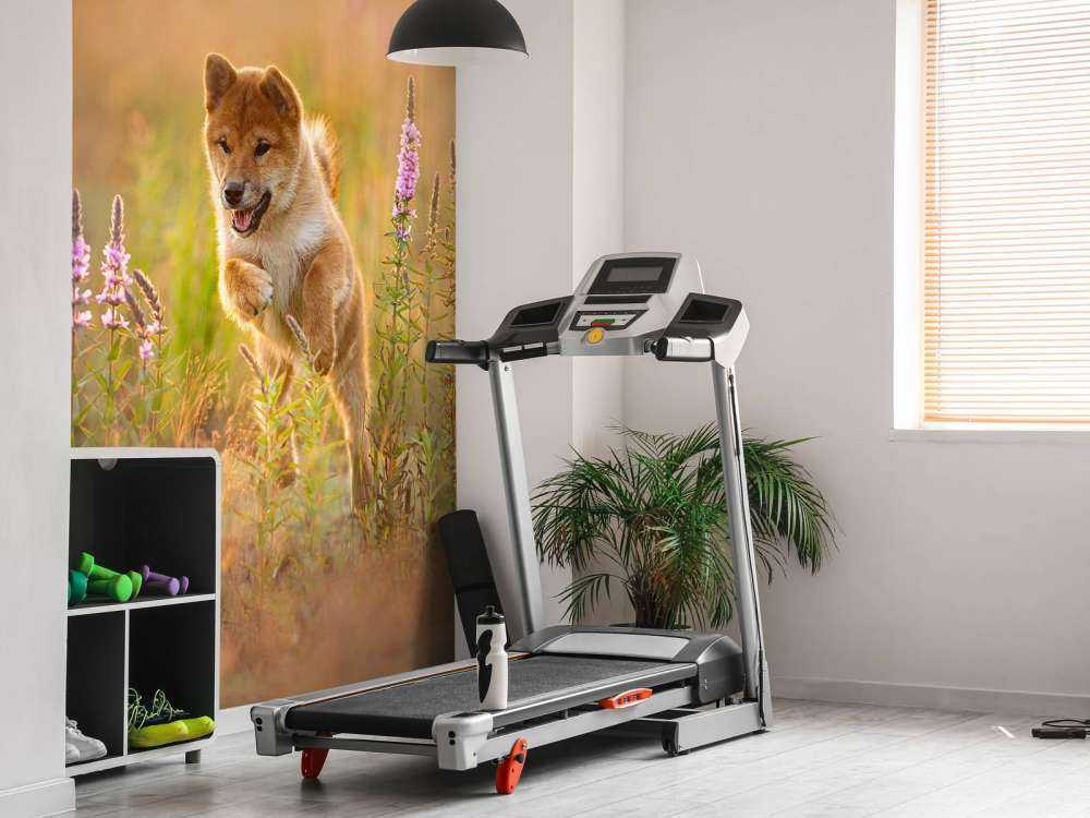 Shiba Inu in het veld