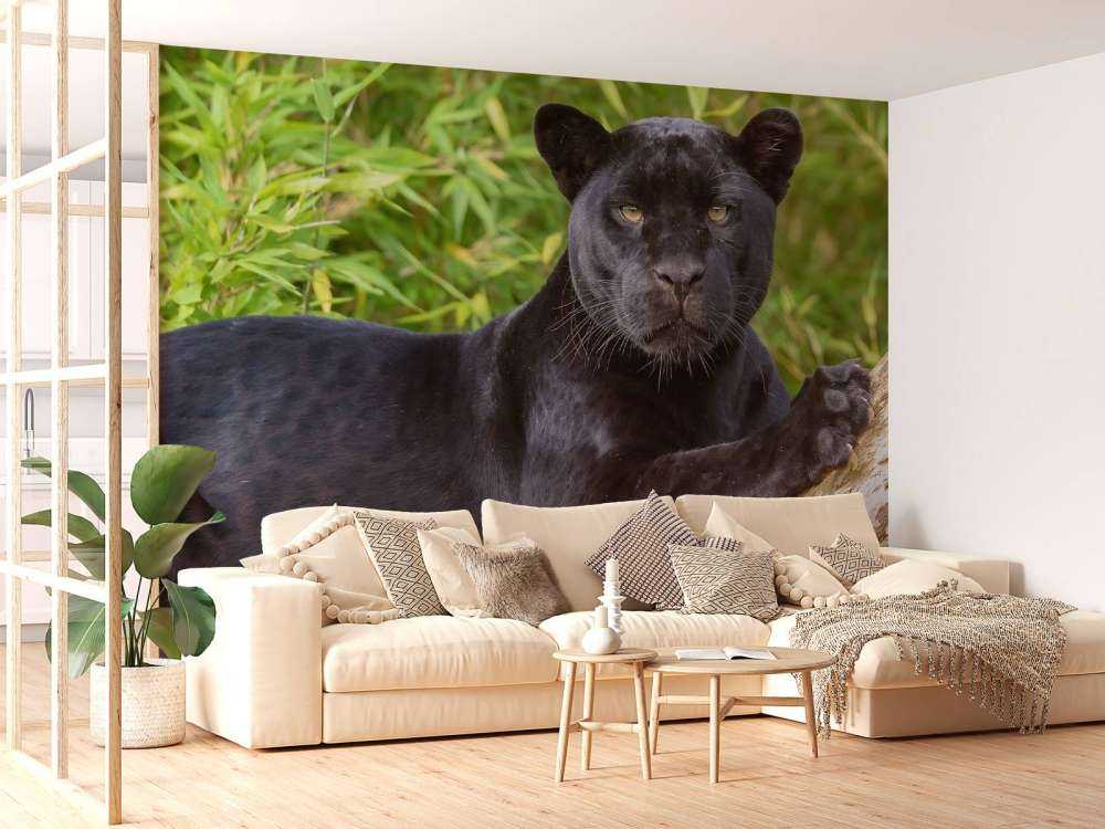 Zwarte panter op een boom