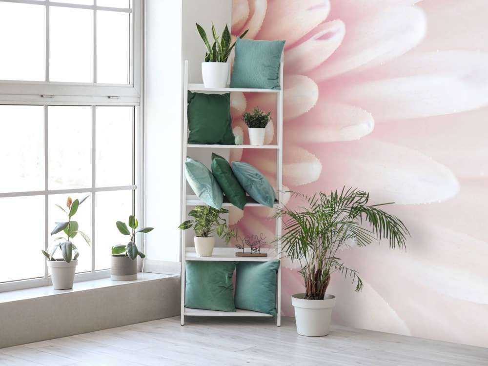 Chrysanthemum petals