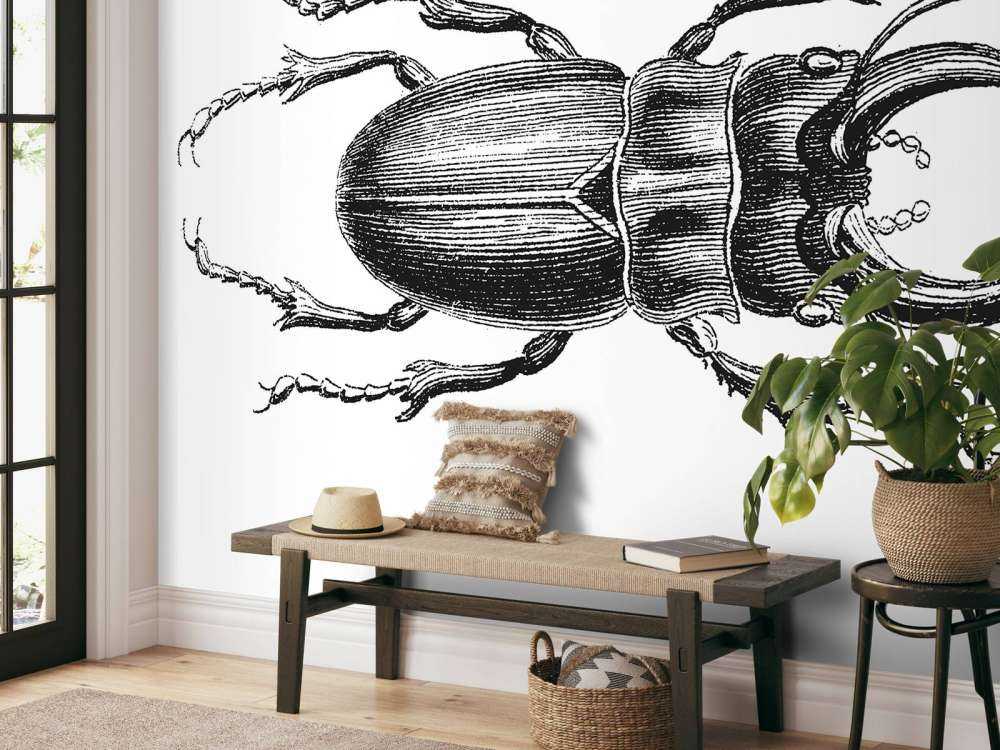 Stag beetle drawing