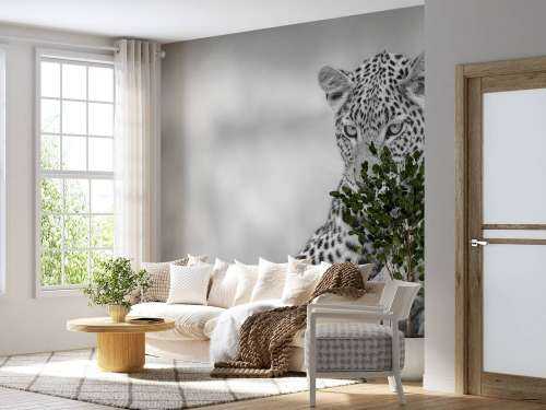 Luipaard zwart, wit