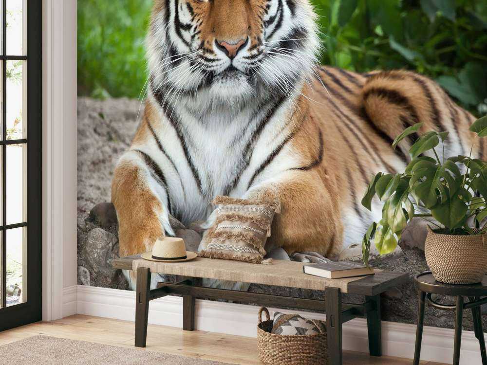 Tijger