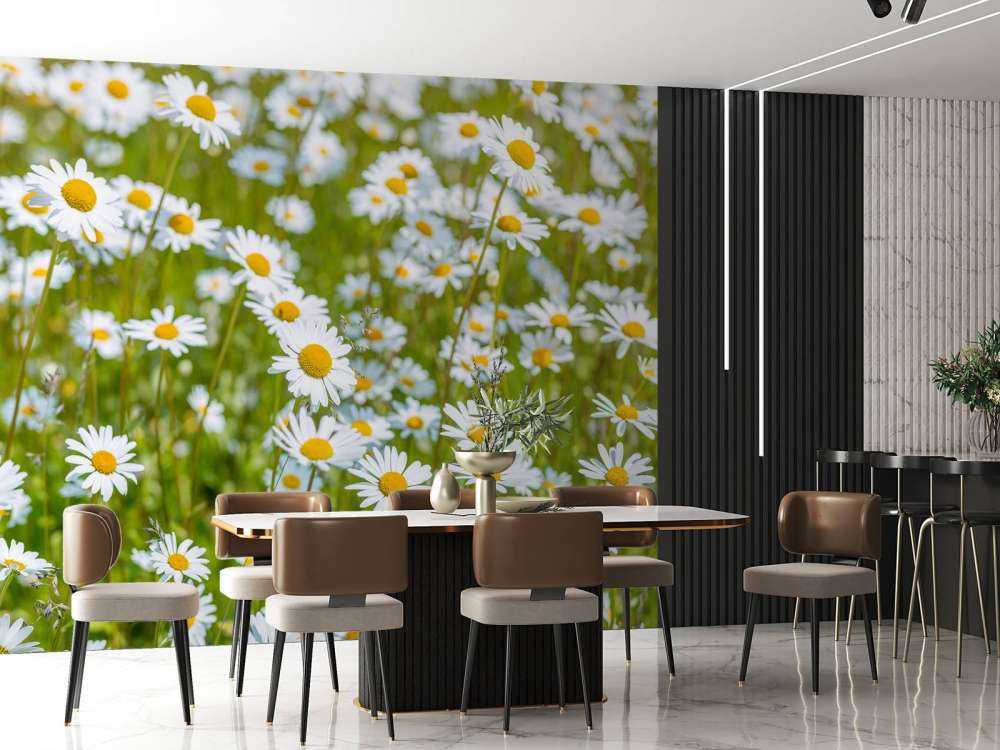 Madeliefjes in een veld