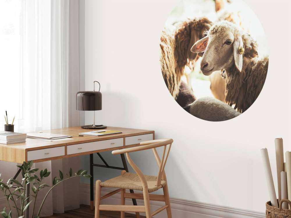 Schapen in de stalling