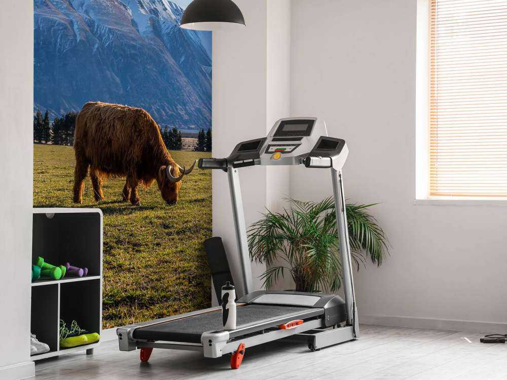 Hooglander met ingesneeuwde bergen