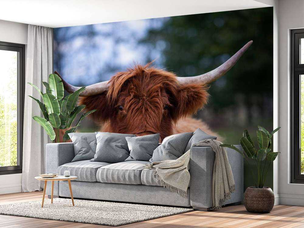 Bruine Hooglander van dichtbij