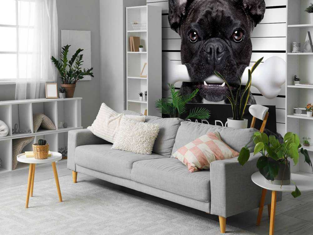 Franse Bulldog in de gevangenis