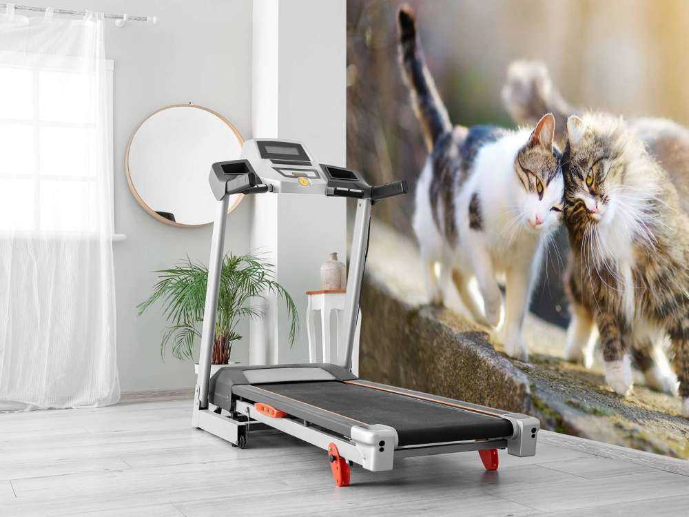 Twee schattige katjes