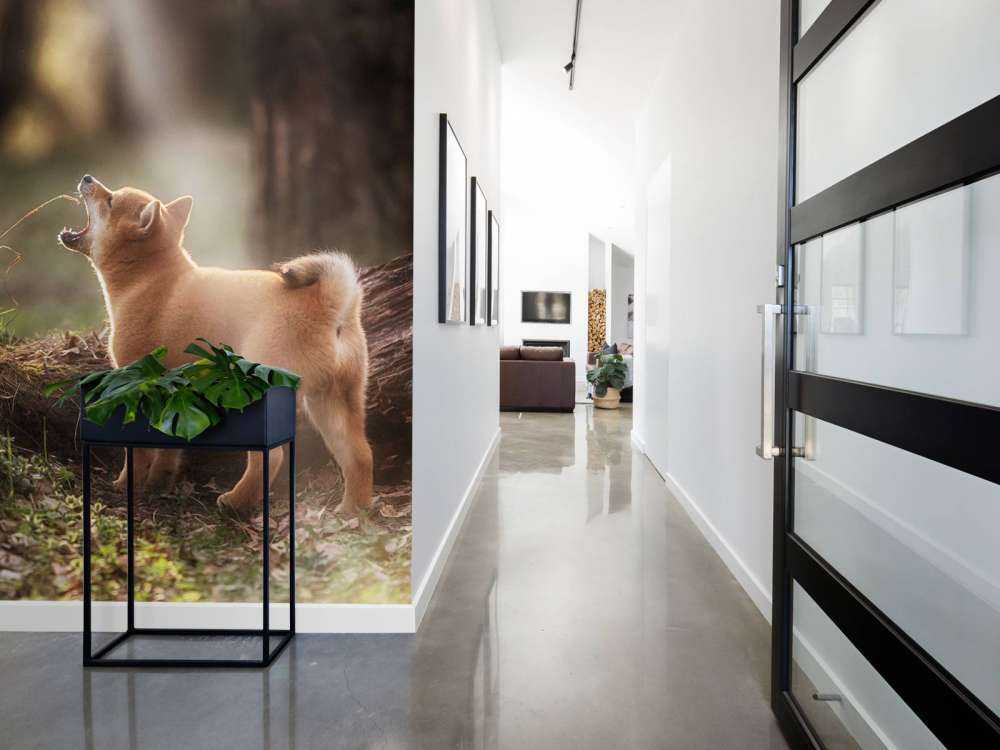 Shiba Inu in het bos