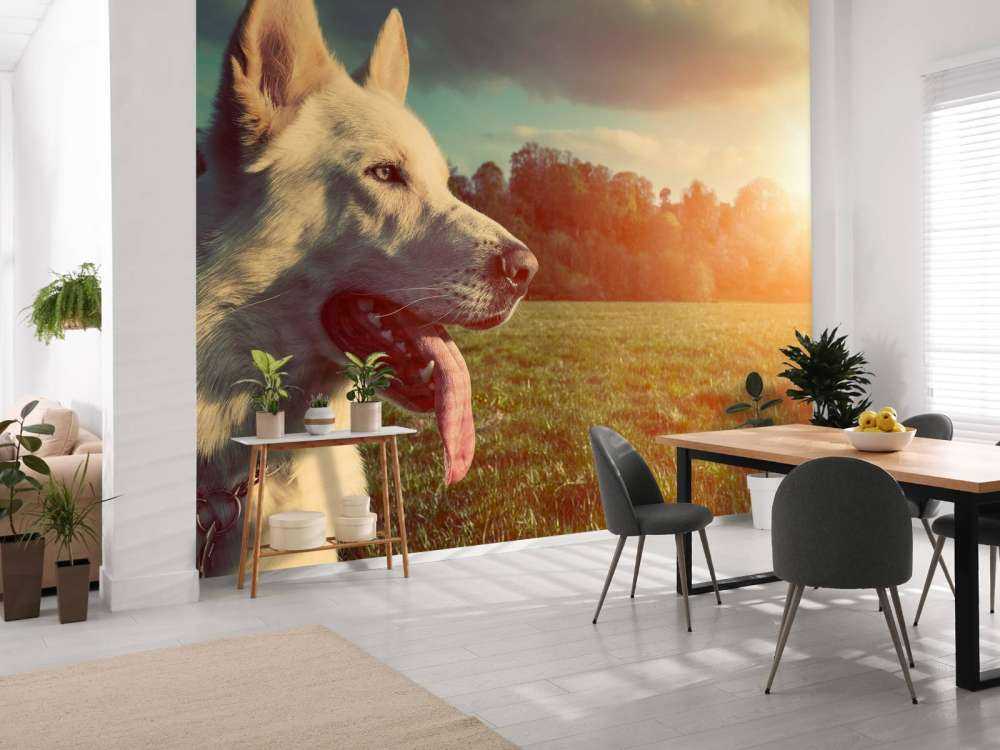 Grote witte hond bij zonsondergang