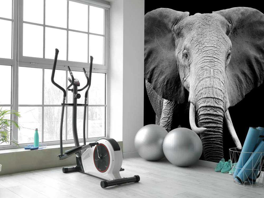 Olifant met een zwarte achtergrond