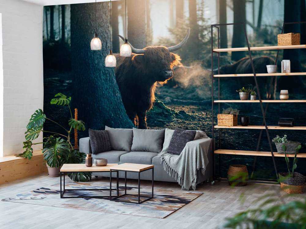 Schotse hooglander in ochtendlicht