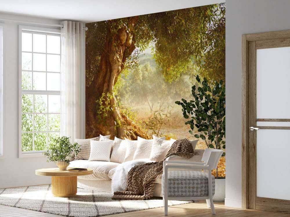 Grote oude olijfboom