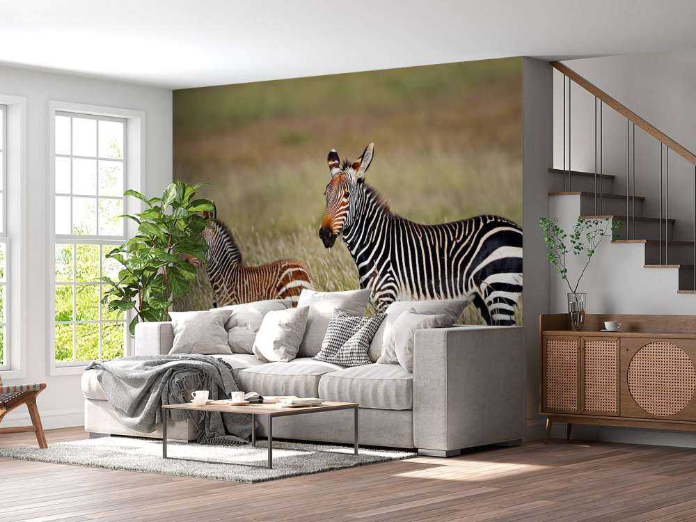 Kaapse bergzebra met een veulentje