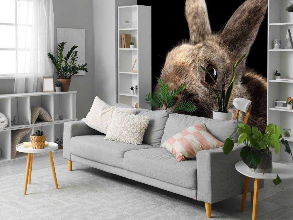 Konijn met een zwarte achtergrond