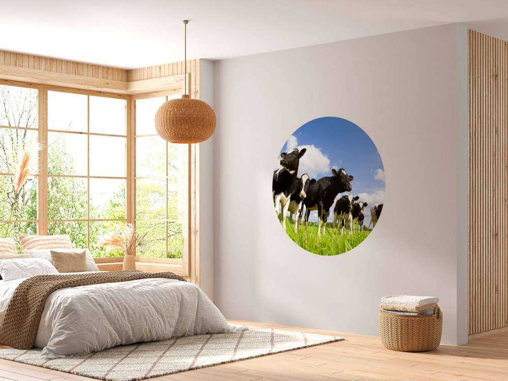 Holstein Koeien in de weide