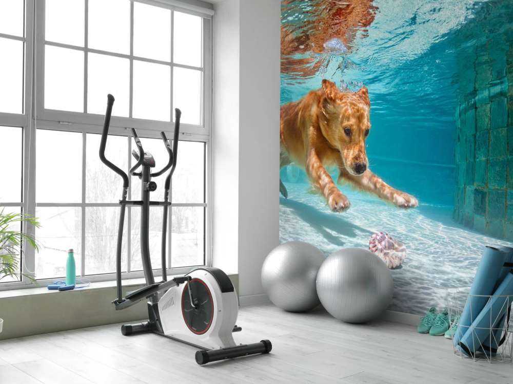 Labrador speelt onderwater