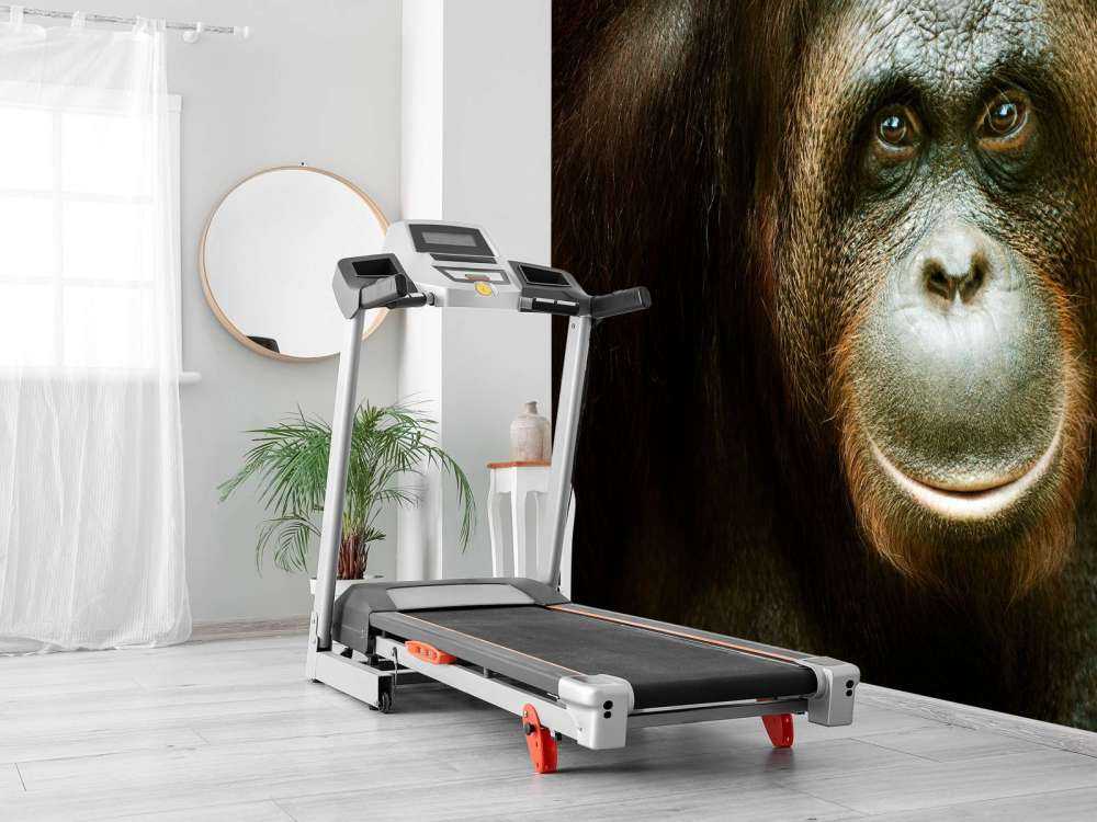 Orang-oetan met een zwarte achtergrond