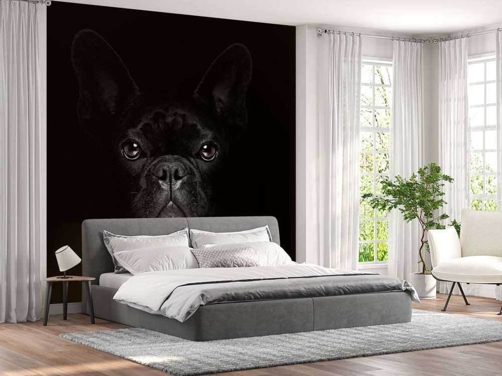 Schattige bulldog met een zwarte achtergrond