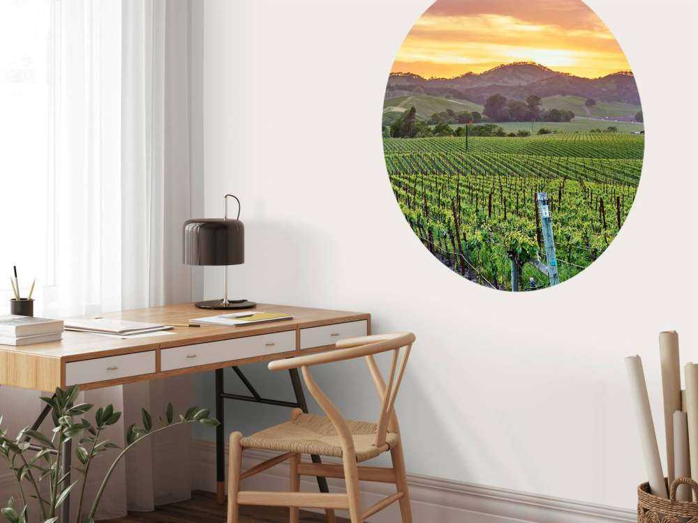 Wijngaard in Californië