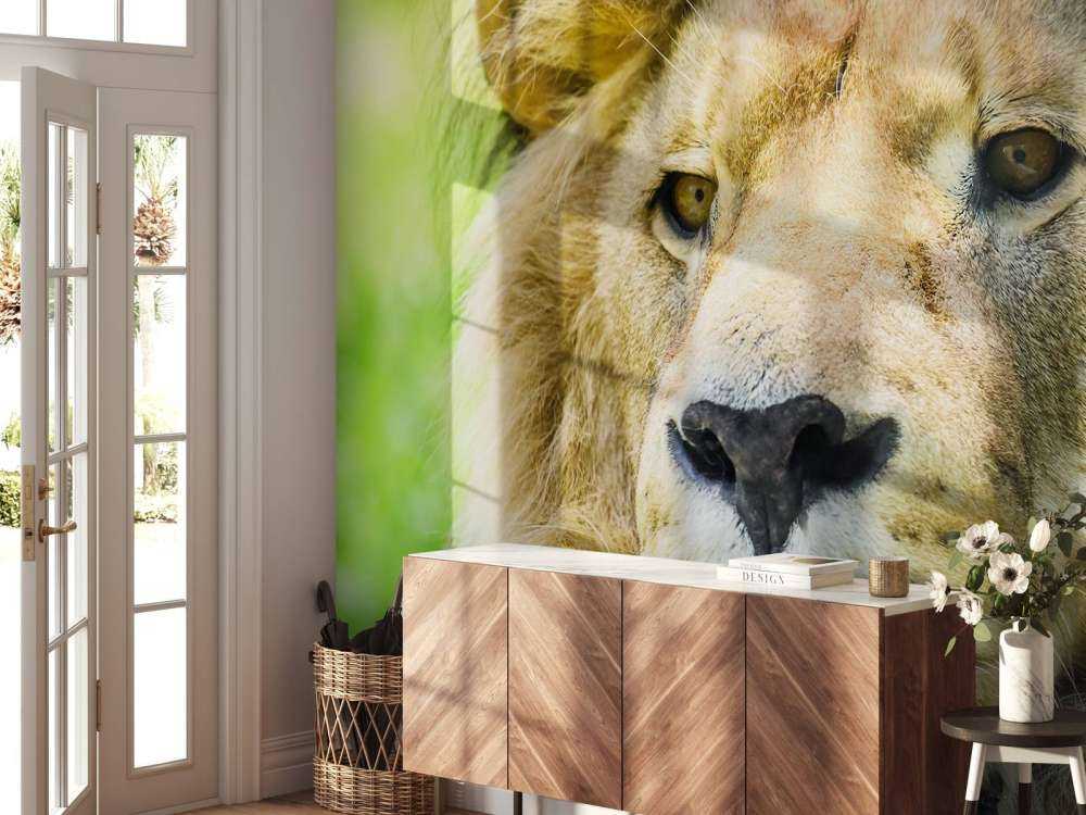 Gezicht van een Mooie Leeuw