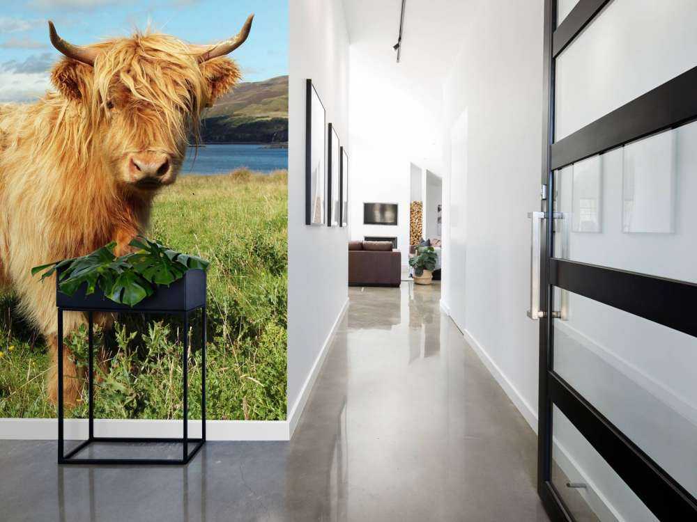 Schotse Hooglander in de natuur