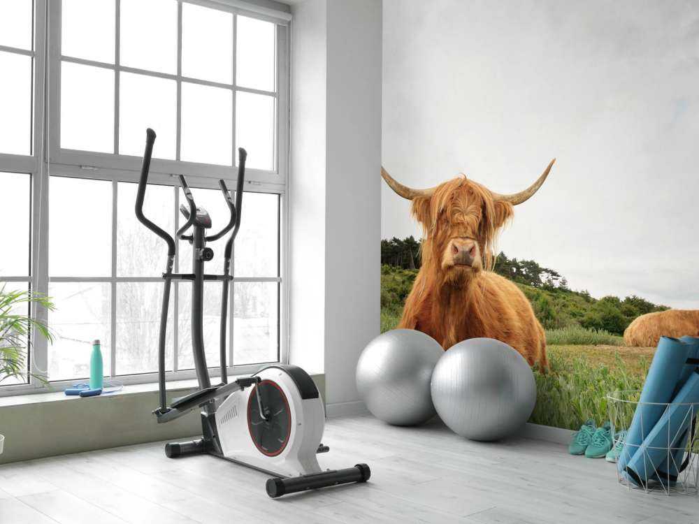 Schotse Hooglanders op het gras