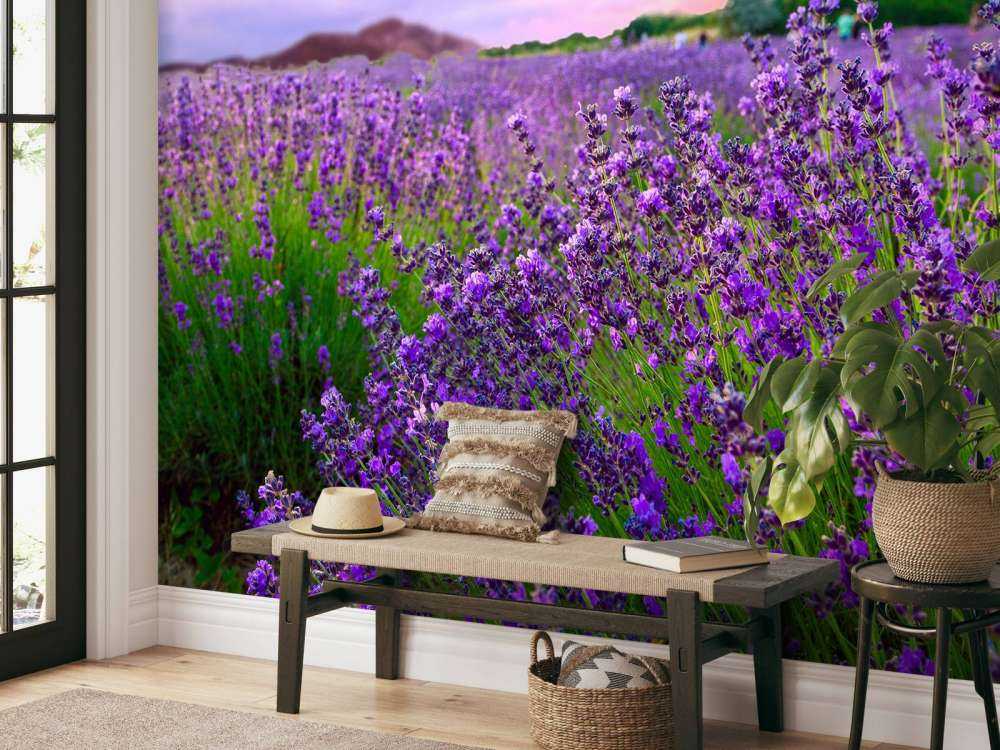 Lavendel met zonsondergang